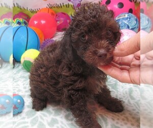 Wapoo Puppy for Sale in RATTAN, Oklahoma USA