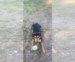 Small #3 Mutt