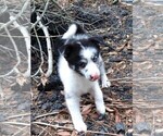 Small Photo #10 Pomsky Puppy For Sale in ORANGE PARK, FL, USA