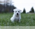 Small Photo #1 West Highland White Terrier Puppy For Sale in WARSAW, IN, USA