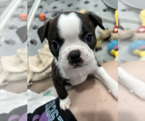 Medium Photo #1 Boston Terrier Puppy For Sale in CRYSTAL, MN, USA