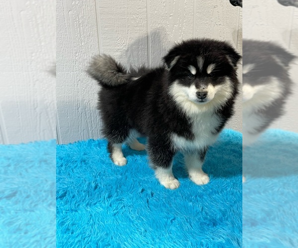 Medium Photo #1 Pomsky Puppy For Sale in BELLEVUE, IA, USA