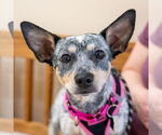 Small #2 Chihuahua Mix
