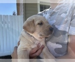 Small Photo #4 Labrador Retriever Puppy For Sale in WILLOWS, CA, USA