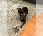 Small #3 Boxer