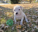 Puppy Puppy 6 American Bulldog