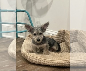 ShihPoo-YorkiePoo Mix Puppy for sale in BALTIMORE, MD, USA