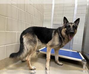 German Shepherd Dog-Unknown Mix Dogs for adoption in Grand Prairie, TX, USA