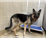 Small German Shepherd Dog Mix