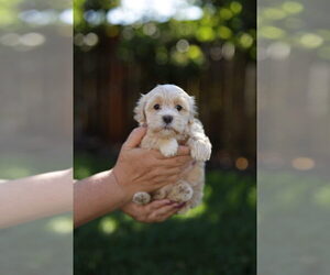 Shorkie Tzu Puppy for sale in VANCOUVER, WA, USA