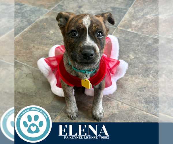 Medium Photo #3 Carolina Dog-Unknown Mix Puppy For Sale in Kimberton, PA, USA