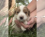 Puppy Puppy 4 Goldendoodle (Miniature)