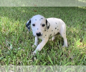 Dalmatian Puppy for sale in MERRITT IS, FL, USA