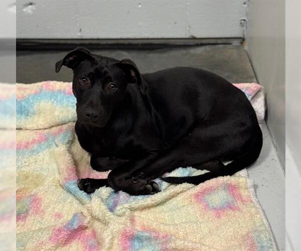 Medium Photo #2 Australian Kelpie-Unknown Mix Puppy For Sale in Conroe, TX, USA