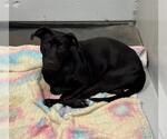 Small #1 Australian Kelpie Mix