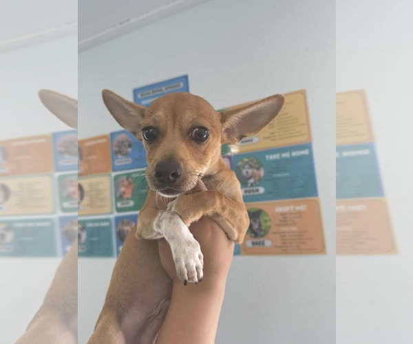 Medium Photo #1 Chihuahua-Unknown Mix Puppy For Sale in Arlington, WA, USA