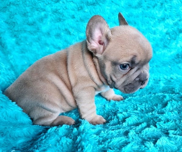 Medium Photo #3 French Bulldog Puppy For Sale in LAS VEGAS, NV, USA