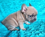 Small #2 French Bulldog