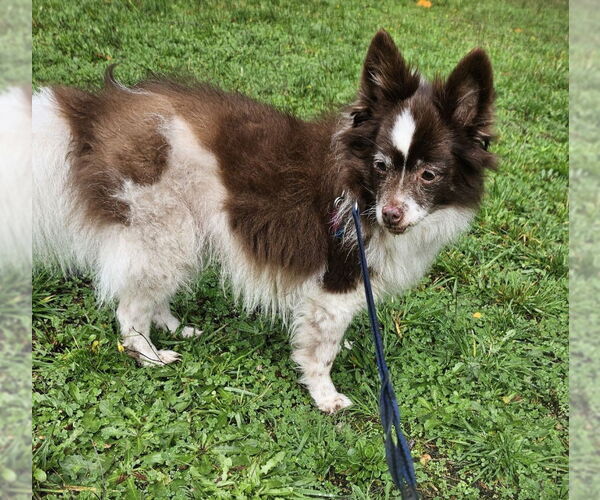 Medium Photo #3 Paperanian Puppy For Sale in Olalla, WA, USA