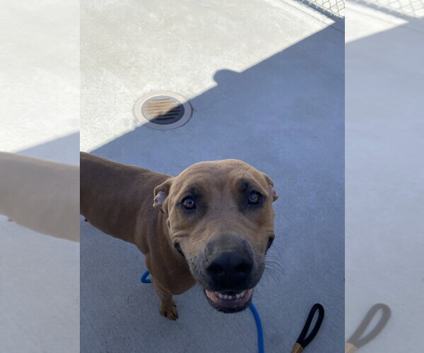 Medium Photo #2 Mutt Puppy For Sale in Salinas, CA, USA