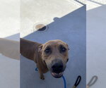 Small #1 Mutt