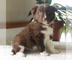 Small Photo #4 Border Collie Puppy For Sale in MANHEIM, PA, USA