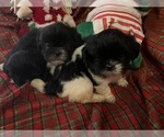 Small Photo #2 Shih Tzu Puppy For Sale in GULFPORT, MS, USA
