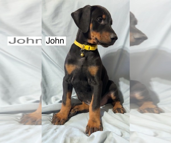 Medium Photo #3 Doberman Pinscher Puppy For Sale in POMEROY, OH, USA