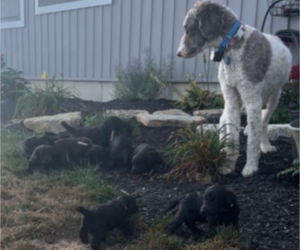 Poodle (Standard) Puppy for Sale in HAMILTON, Ohio USA