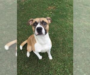 Staffordshire Bull Terrier Dogs for adoption in Grovetown, GA, USA