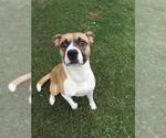 HARDY - Male Staffordshire Bull Terrier Dog for Adoption - Small photo