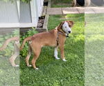 Small #10 Labrador Retriever Mix