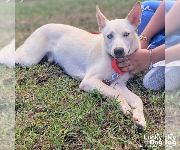 Medium Photo #5 Huskies -Whippet Mix Puppy For Sale in Washington, DC, USA