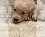Small Photo #19 Golden Retriever Puppy For Sale in CLEARWATER, FL, USA