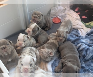 Bulldog Puppy for Sale in MARIETTA, Georgia USA