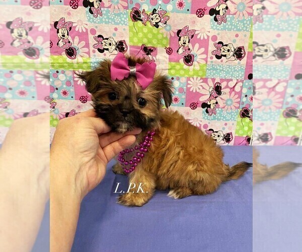 Medium Photo #1 Mal-Shi Puppy For Sale in WINNSBORO, LA, USA