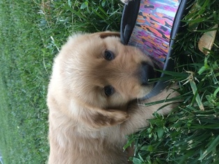 Golden Labrador Puppy for sale in HARRISONBURG, VA, USA