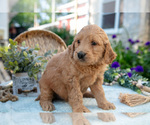 Small Photo #22 Goldendoodle Puppy For Sale in KIRKWOOD, PA, USA