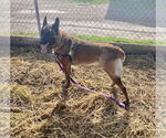 Small #3 German Shepherd Dog Mix