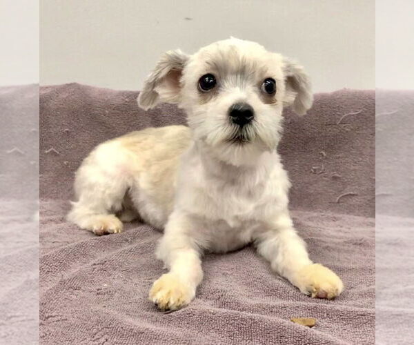 Medium Photo #4 Havamalt Puppy For Sale in Lincolnwood, IL, USA