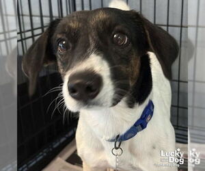 Rat Terrier-Unknown Mix Dogs for adoption in Washington, DC, USA