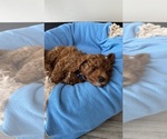 Small #5 Goldendoodle (Miniature)
