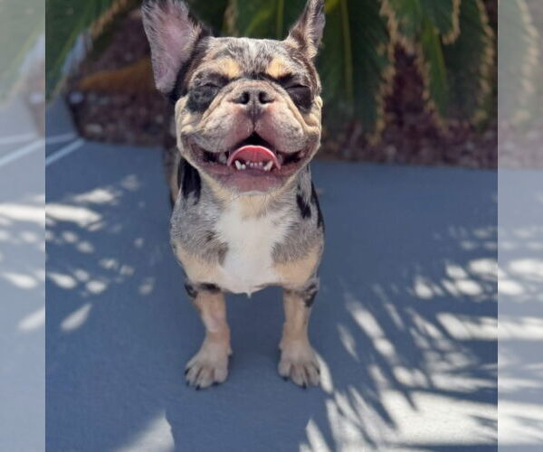 Medium Photo #4 French Bulldog Puppy For Sale in Las Vegas, NV, USA