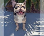 Small #3 French Bulldog
