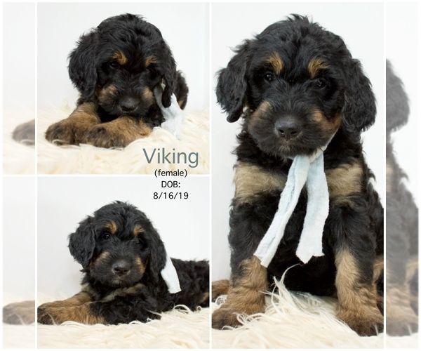 Medium Photo #11 Bernedoodle Puppy For Sale in FLOYD, IA, USA