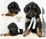 Small Photo #11 Bernedoodle Puppy For Sale in FLOYD, IA, USA