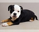 Small #2 American Bully