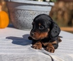 Small #4 Dachshund