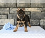 Small #3 German Shepherd Dog