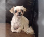 Small #2 Maltese Mix